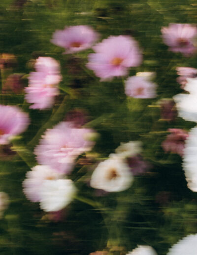 cosmos