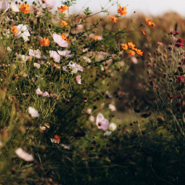 Atelier Cueillette & Bouquet – Image 2