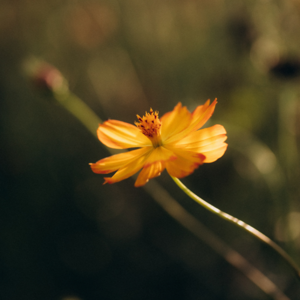 Fleurs comestibles – Image 2