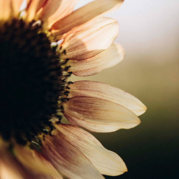Fleurs comestibles – Image 5